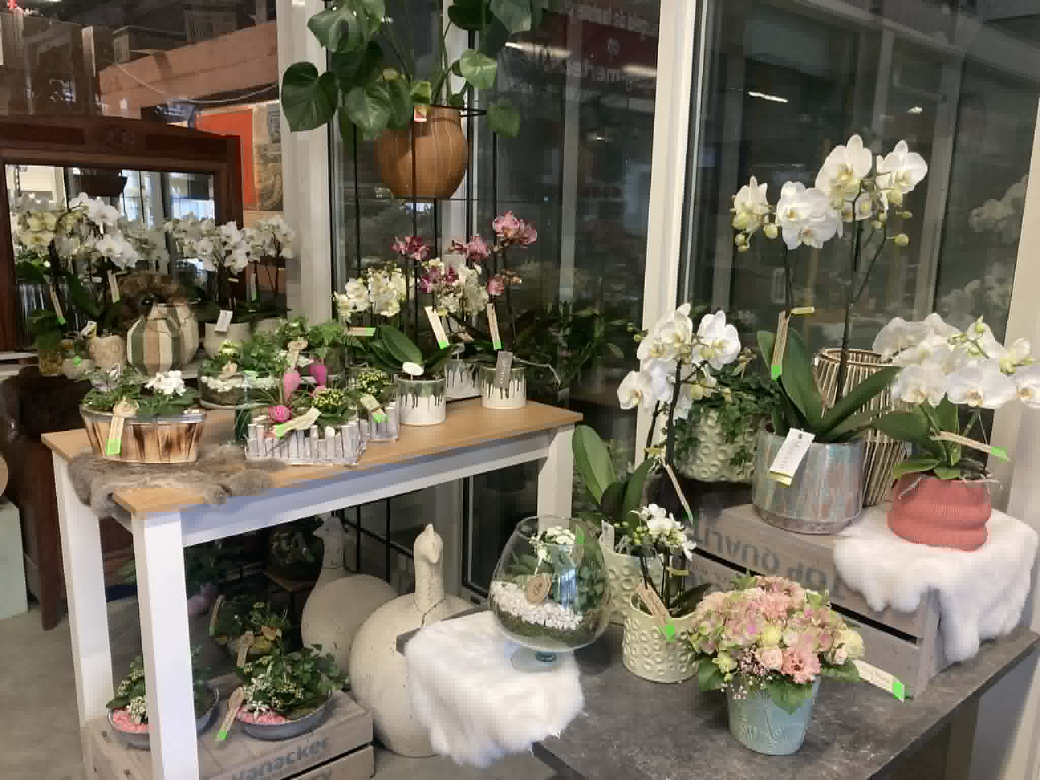 foto orchideeën